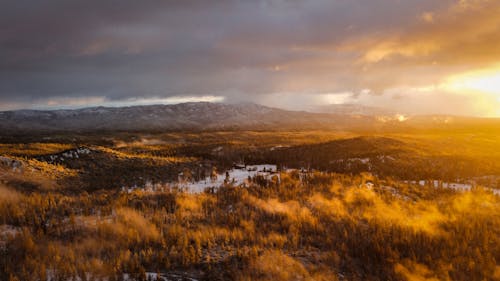 An Aerial Shot of a Forest during the Golden Hour