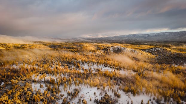 Aerial view of a golden forest tundra with snow and scenic mist in winter.