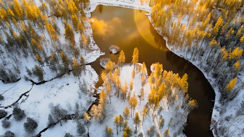 Бесплатное стоковое фото с деревья, живописный, зима