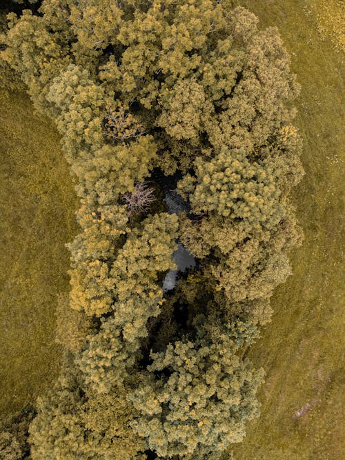 無料 屋外, 木, 空中ショットの無料の写真素材 写真素材