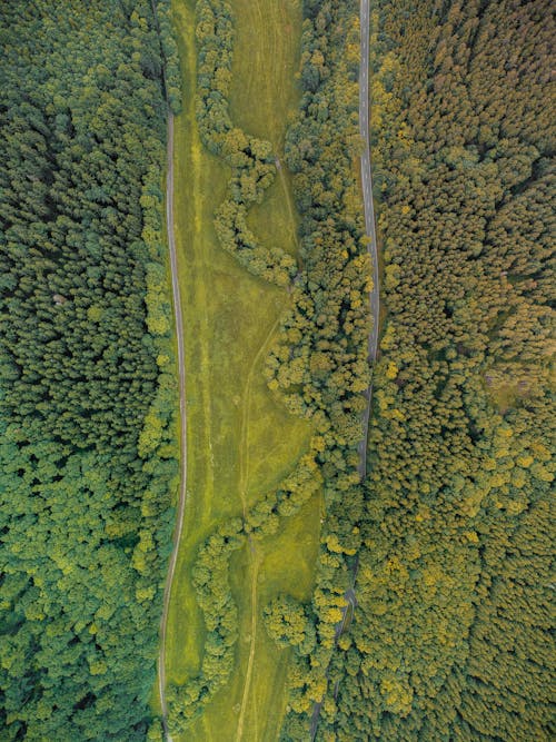 Aerial Shot of Green Trees