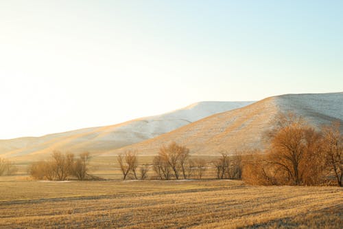 Bare Trees on Brown Grass Field Near the Mountains 