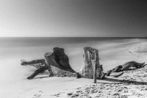 Free Tranquil black and white photo of a Brazilian beach with driftwood and gentle waves. Stock Photo