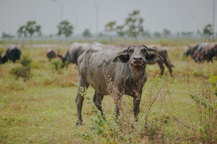 Water Buffalo On Green Grass