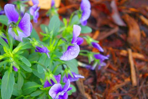 Free stock photo of beautiful nature, beauty in nature, flowers Stock Photo