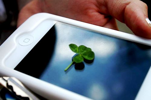 Free stock photo of clover, four leaf clover, good luck Stock Photo
