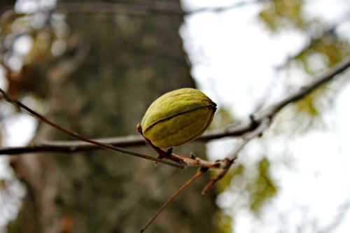 Free stock photo of nature Stock Photo