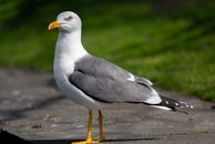 White and Gray Bird on Gray Concrete Floor