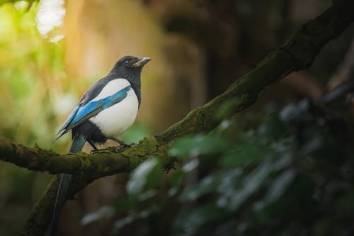 Selective Focus Photo of Eurasian Magpie Perched on a Branch