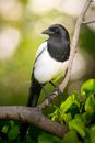 Black and White Bird Perched on the Tree