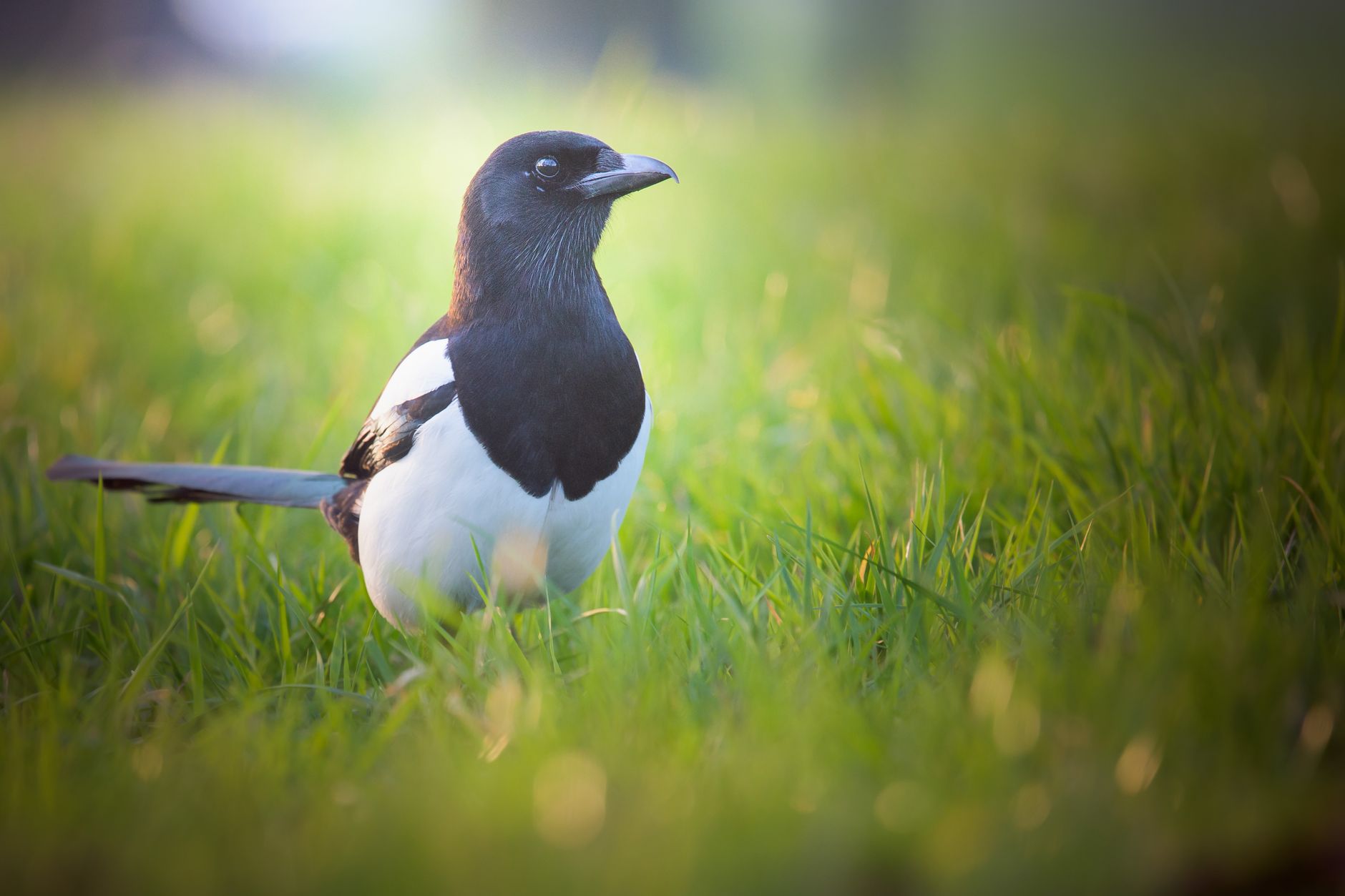 The Magpie
