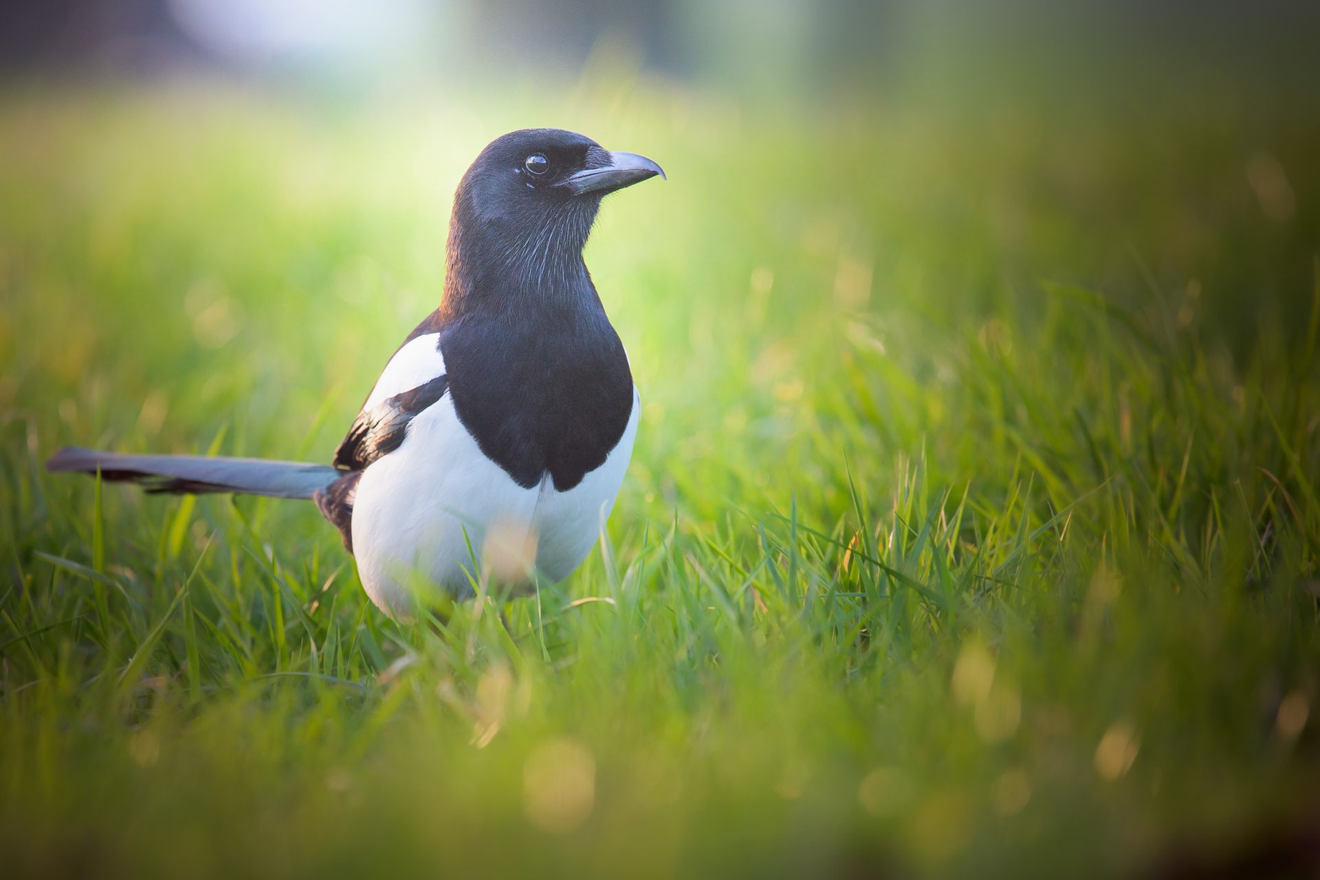 Selective Focus Photo of Eurasian Magpie on Grass