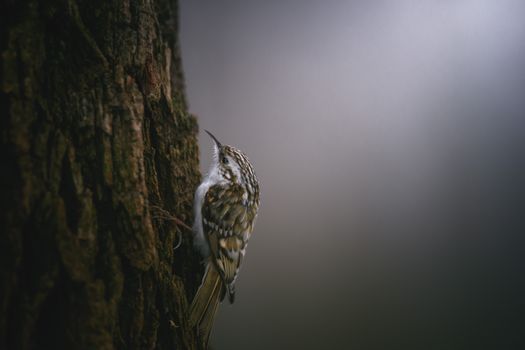 Close-Up Shot of a Treecreeper Standing on the Tree Branch