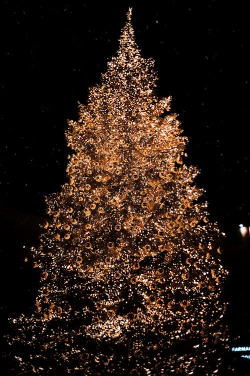 Free stock photo of christmas, christmas night, christmas tree Stock Photo