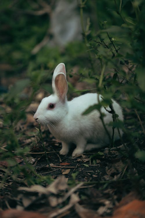 Free White Rabbit Outside in Grass Stock Photo