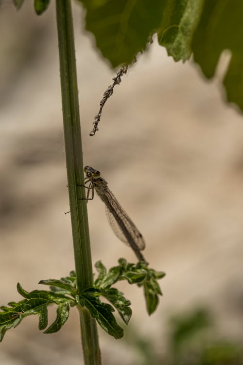 Foto profissional grátis de animal, caule, donzelinha