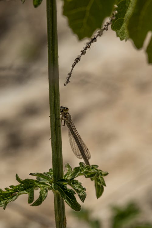 Foto profissional grátis de animal, caule, donzelinha