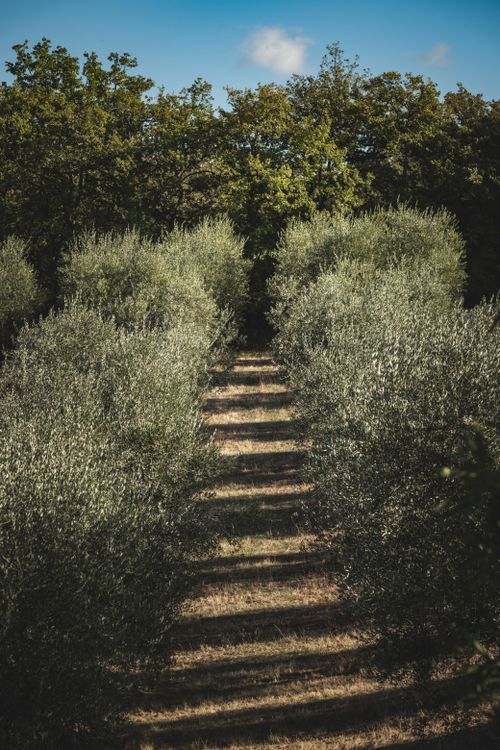 Free Scenic view of an olive tree pathway in a sunlit orchard under clear blue skies. Stock Photo