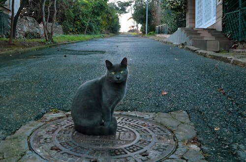 Free Gray Cat Sitting on the Road Stock Photo