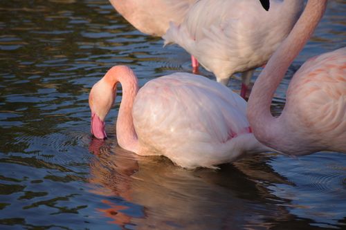 Free Close-up of a flamingo drinking water, highlighting its pink feathers, captured during sunset. Stock Photo