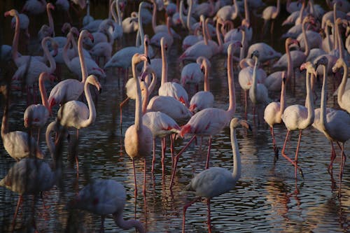 flamingo, hayvan, hayvan fotoğrafçılığı içeren Ücretsiz stok fotoğraf