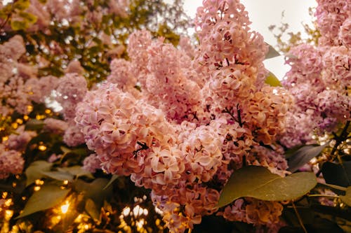 Shallow Focus Photography of Pink Flowers