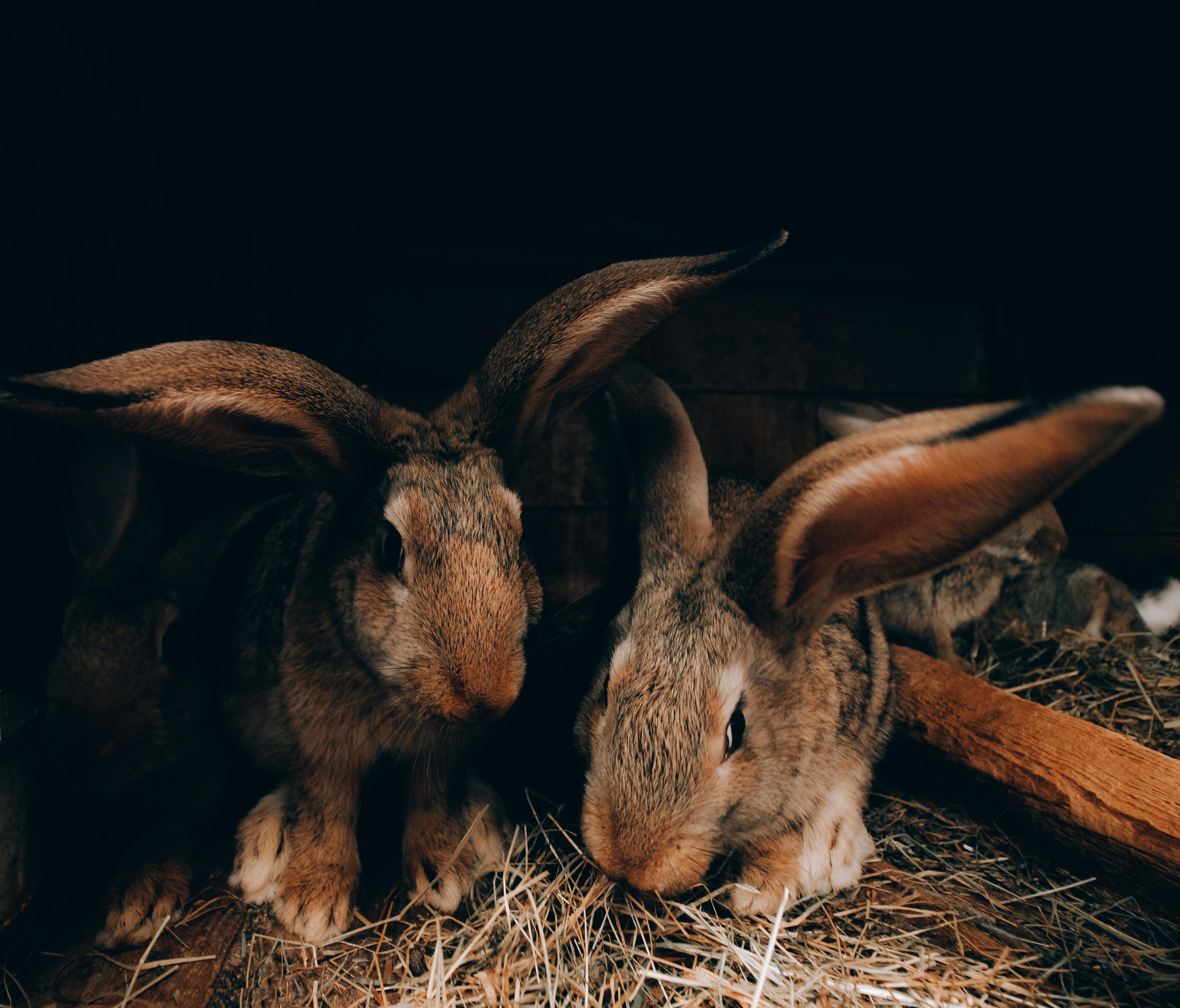 Brown Rabbits on the Brown Grass · Free Stock Photo