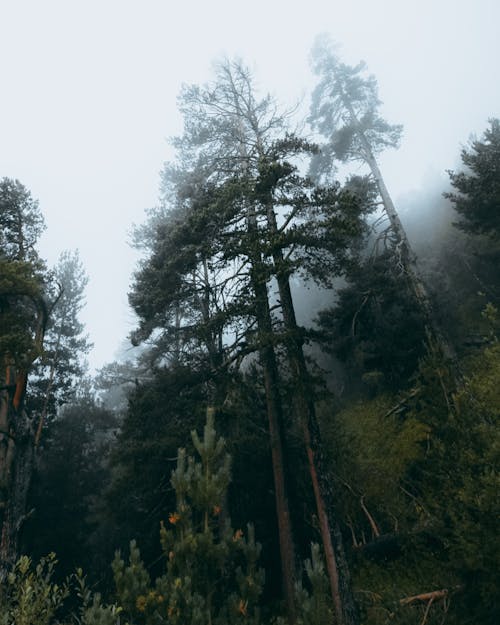 Kostenloses Stock Foto zu aufnahme von unten, bäume, holz