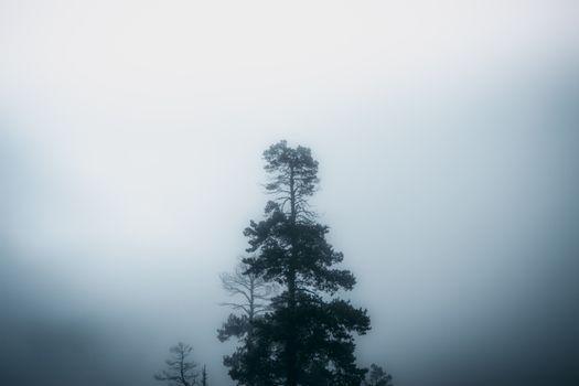 A single tall tree enveloped in misty fog, creating a moody natural scene.