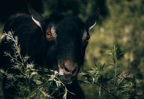 Close Up Shot of a Goat