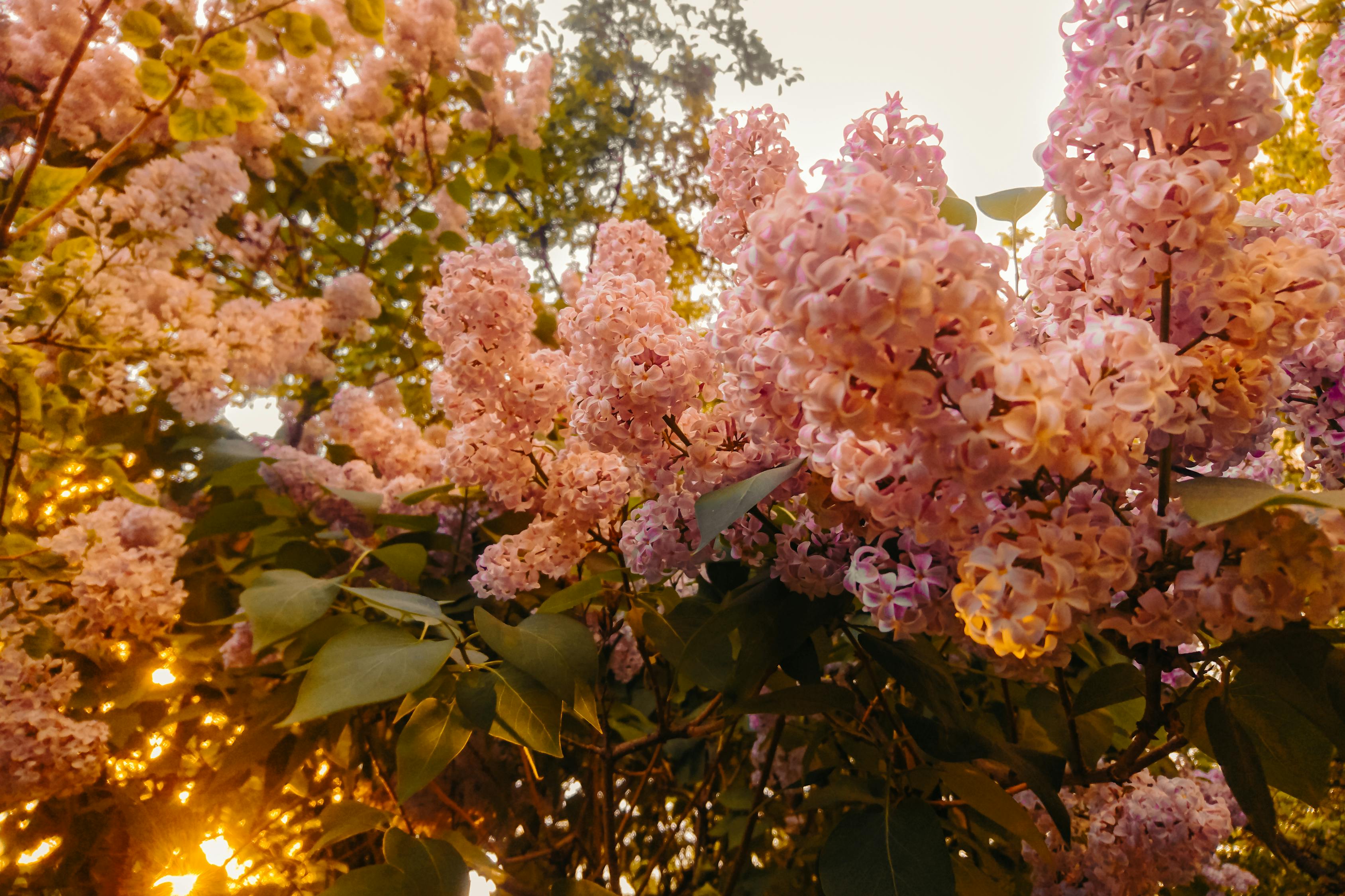 Photography of Pink Flowers Â· Free Stock Photo