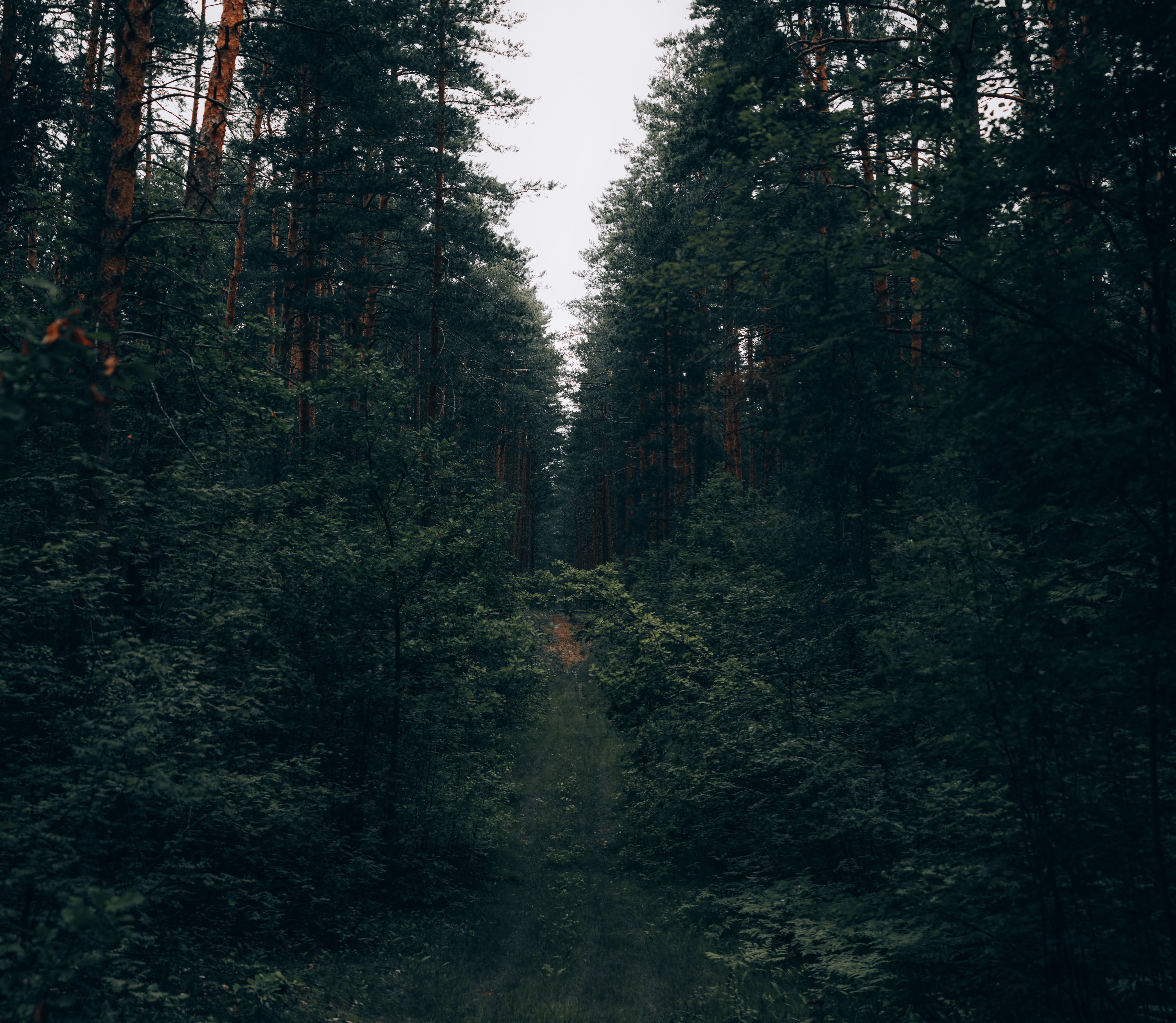 Chemin forestier avec végétation dense