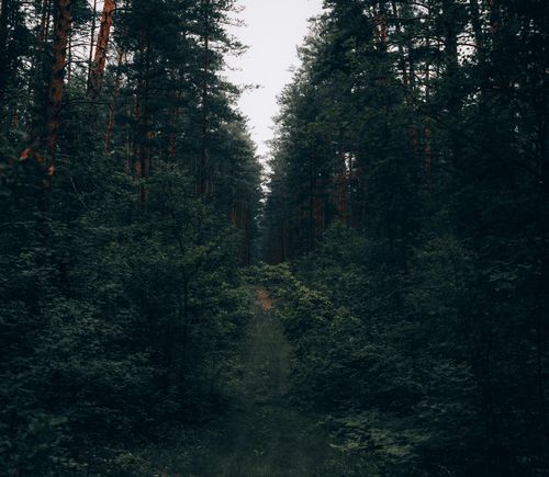 Free A tranquil forest path through dense tall trees, perfect for nature lovers. Stock Photo