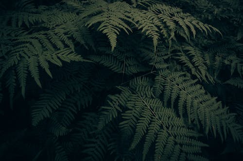 Close-up View of Fern Leaves