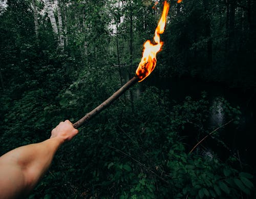 Fotos de stock gratuitas de antorcha, arboles, bosque