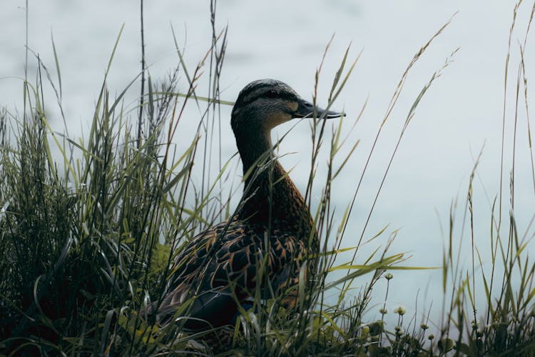 Mallard Duck On Green Grass