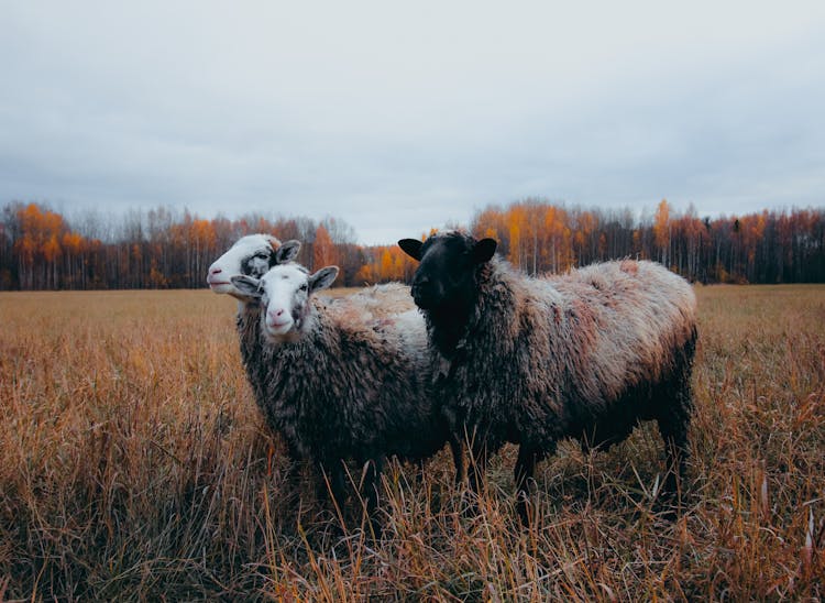 Sheep Standing On Grass