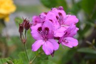 Pink Flower in Tilt Shift Lens