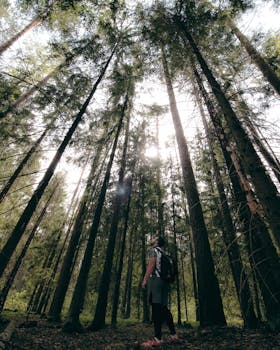 An adult man stands tall among towering trees, appreciating the forest's tranquility.