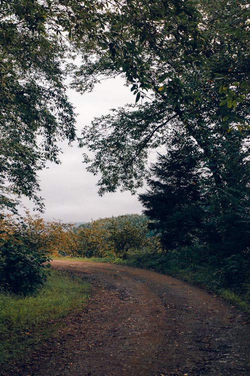 Dirt Park Alley Surrounded by Trees