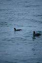 Eurasian Coot Swimming on Water