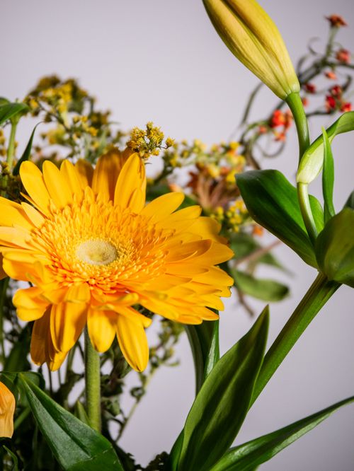 Free Close-up of a vibrant yellow gerbera daisy with foliage, showcasing natural beauty. Stock Photo