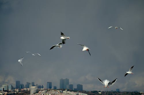Free White and Black Birds Flying over City Buildings Stock Photo