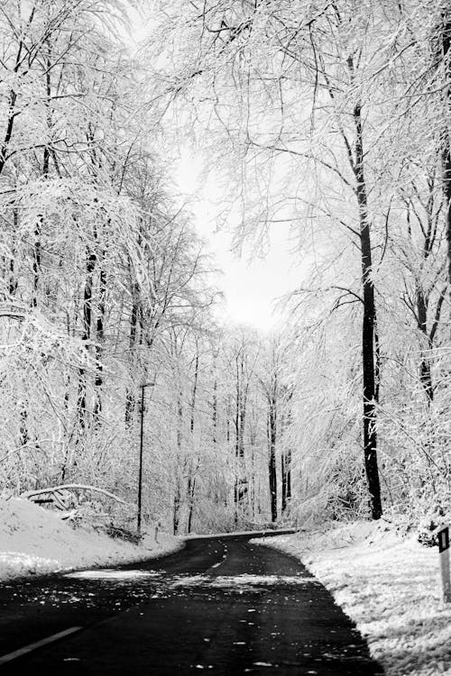 Free Grayscale Photo of Trees Covered With Snow  Stock Photo