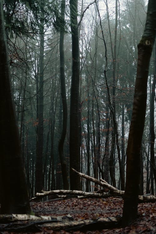 бесплатная Бесплатное стоковое фото с вертикальный выстрел, ветви, деревья Стоковое фото