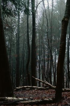 Moody autumn forest with fallen leaves and misty atmosphere in NRW, Germany.