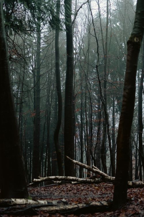 Free Moody autumn forest with fallen leaves and misty atmosphere in NRW, Germany. Stock Photo