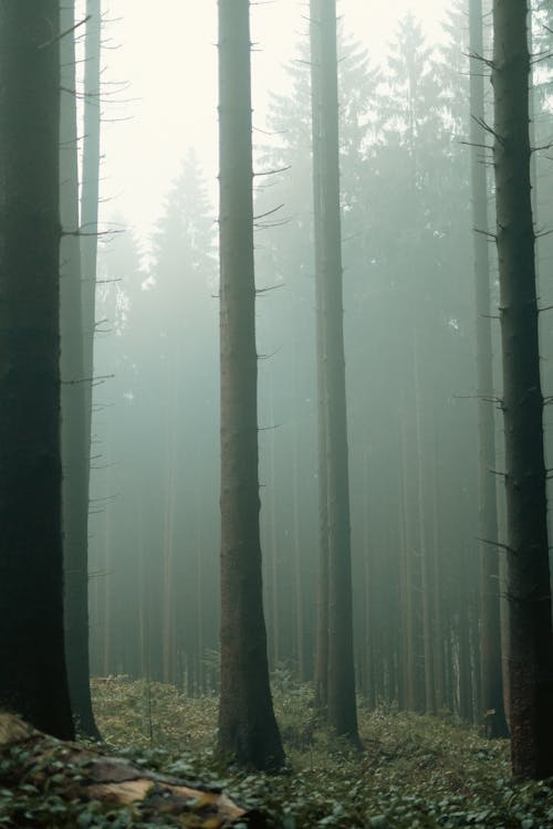 Gratis stockfoto met Bos, mist, natuur