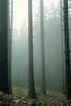 Serene misty forest in NRW, Germany showcasing tall trees in fog.