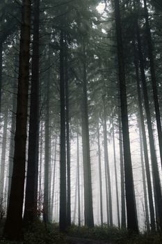 Discover the captivating misty forest in NRW, Deutschland, with towering trees enveloped in fog.